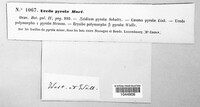 Pucciniastrum pyrolae image